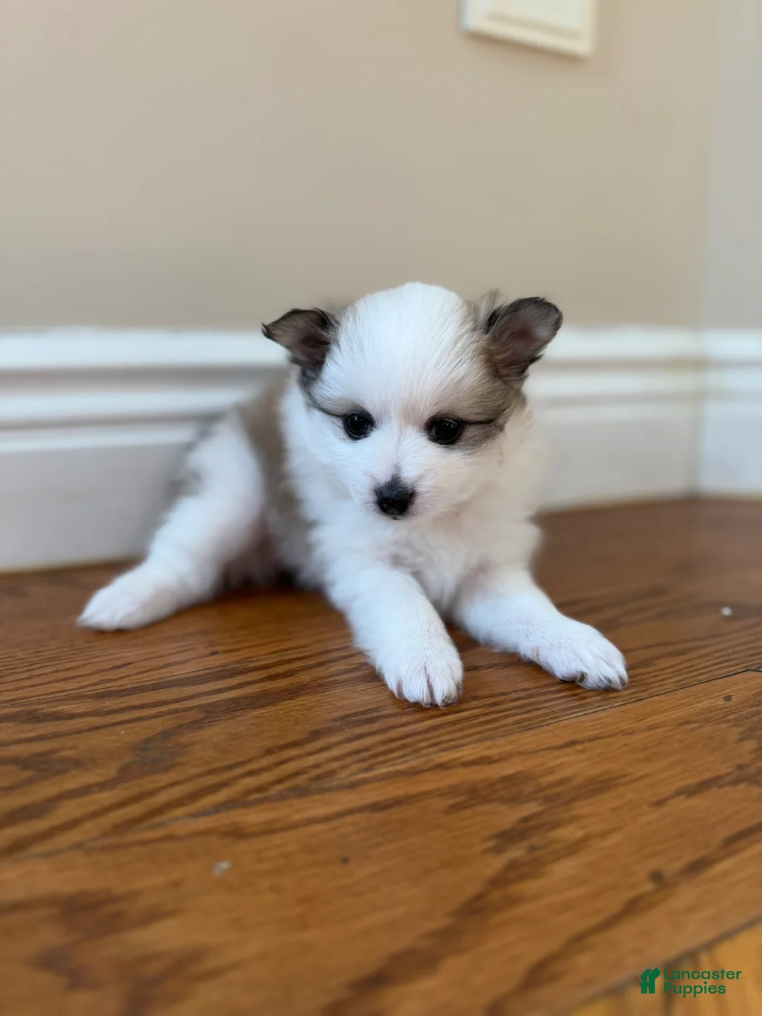 Pomeranian dogs for sale: Cleo - Ad 2