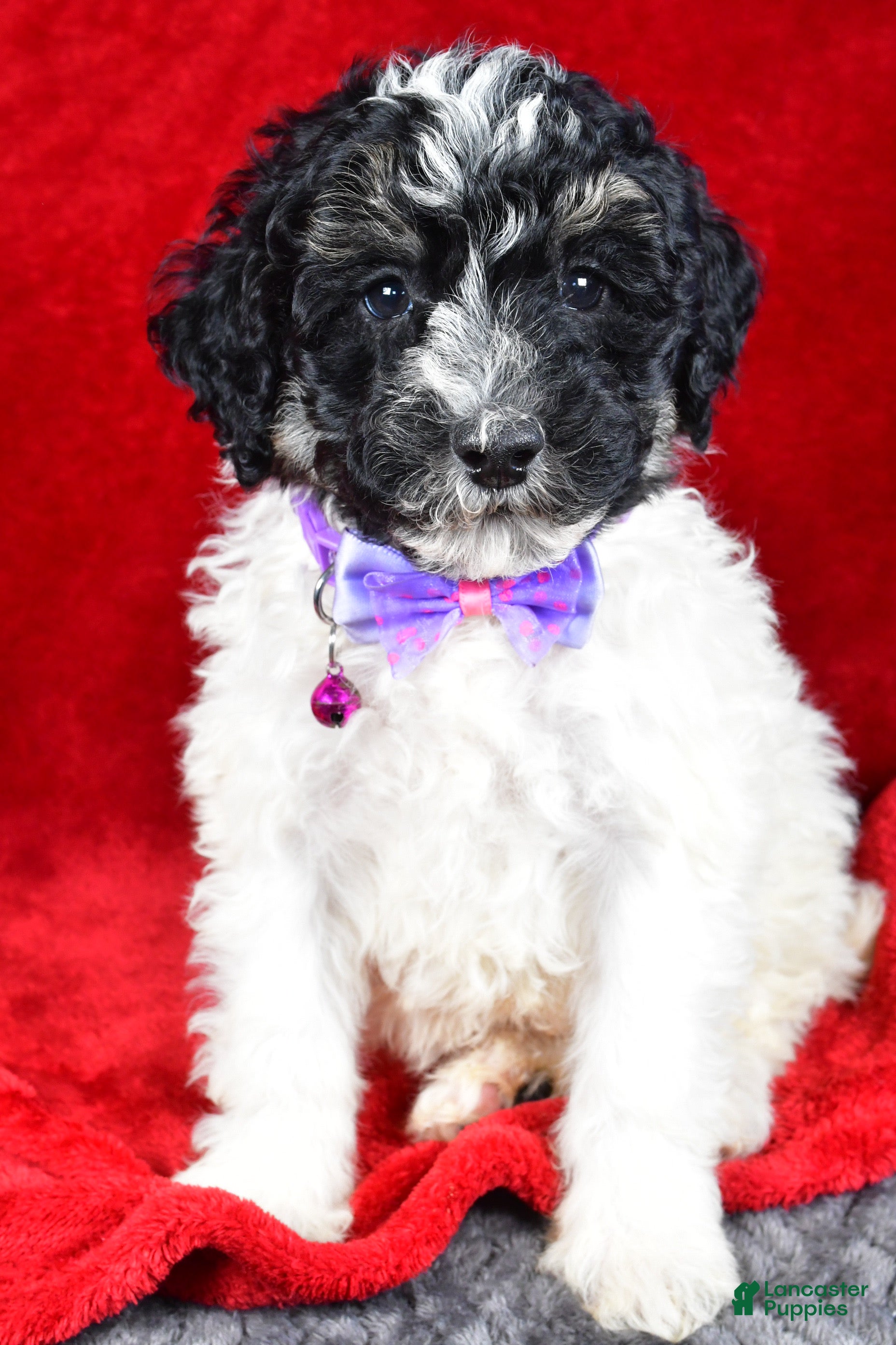 Miniature Poodle dogs Ernest - Ad 33