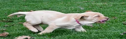 Labrador Retriever dogs for sale: Betty - Ad 7