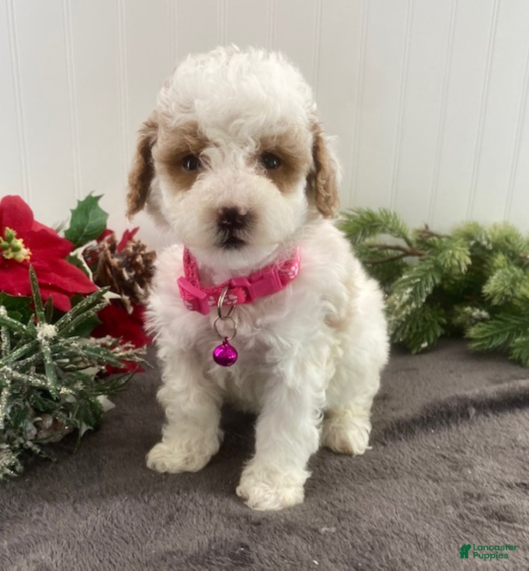 Toy Poodle dogs for sale: Bella - Ad 3