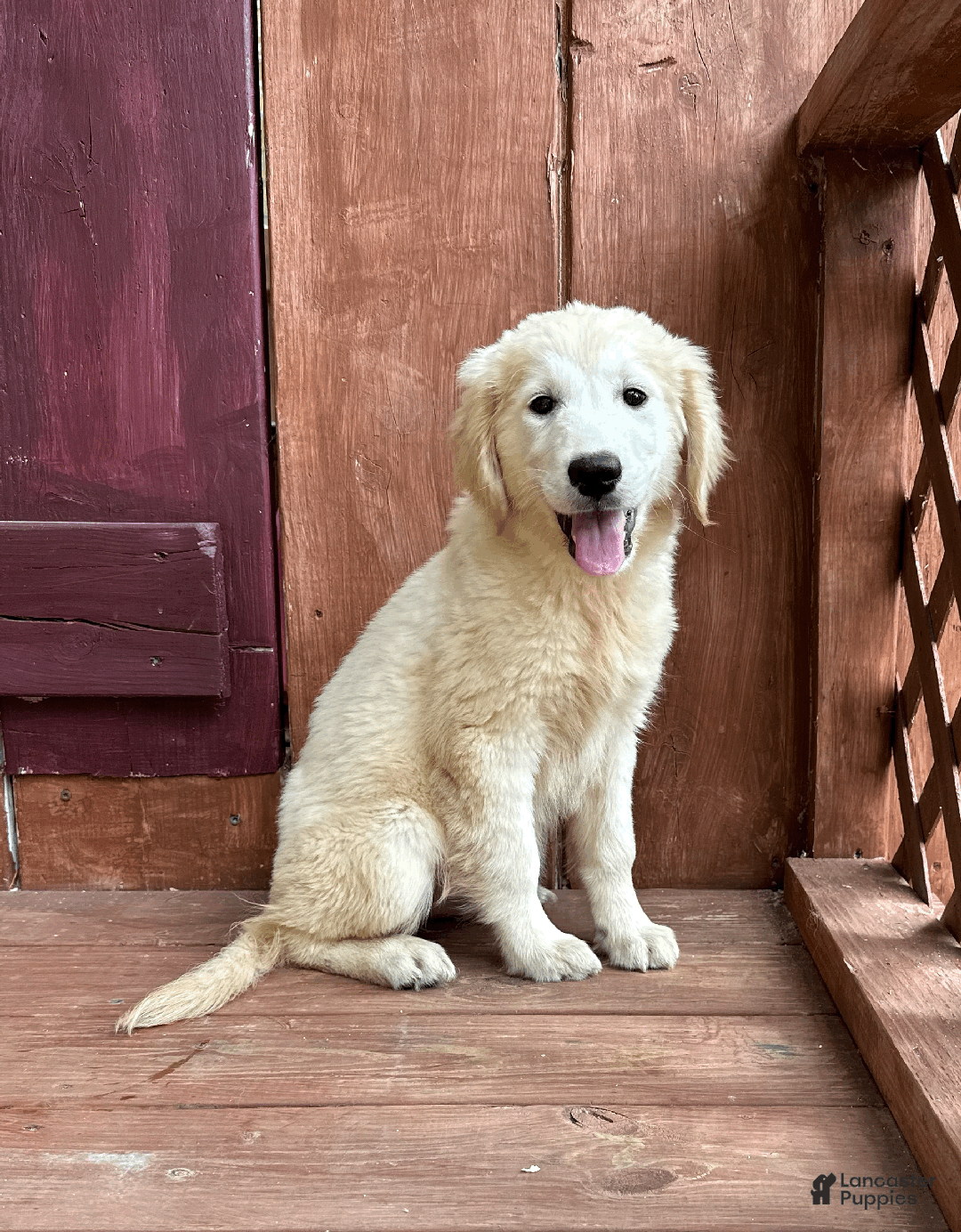 Golden Retriever dogs for sale: AKC Gretel - Ad 1