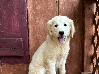 Golden Retriever dogs AKC Gretel - Ad 37