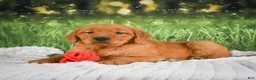 Golden Retriever dogs for sale: Sugar - Ad 6