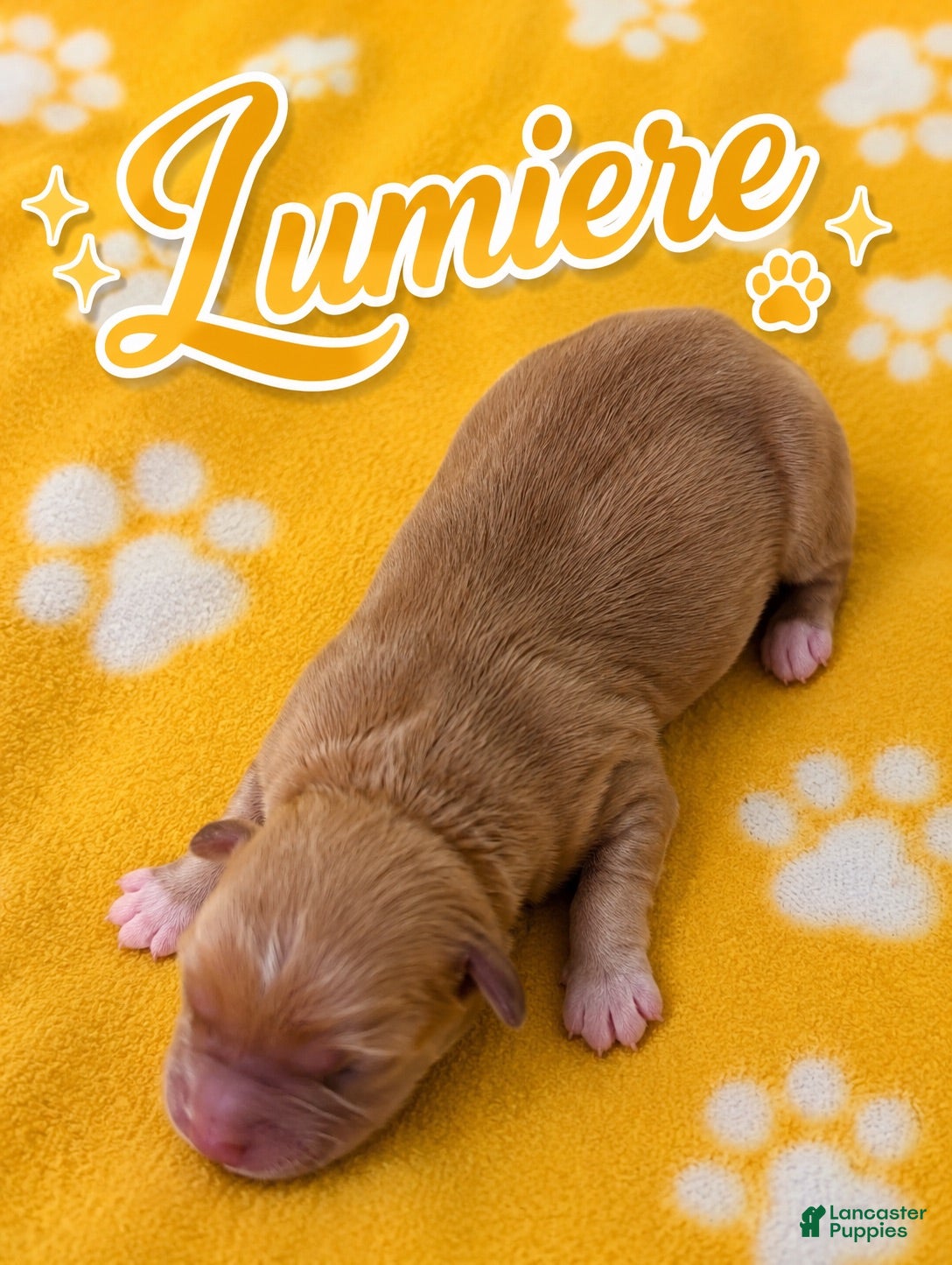Corgipoo dogs Corgipoo 5. Lumiere.  - Ad 1