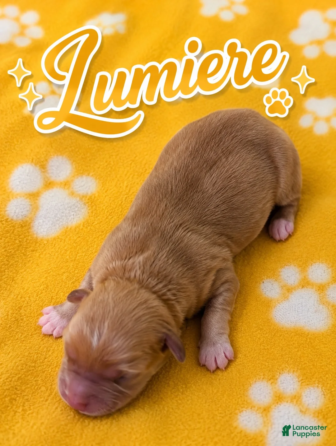 Corgipoo dogs for sale: Corgipoo 5. Lumiere.  - Ad 1