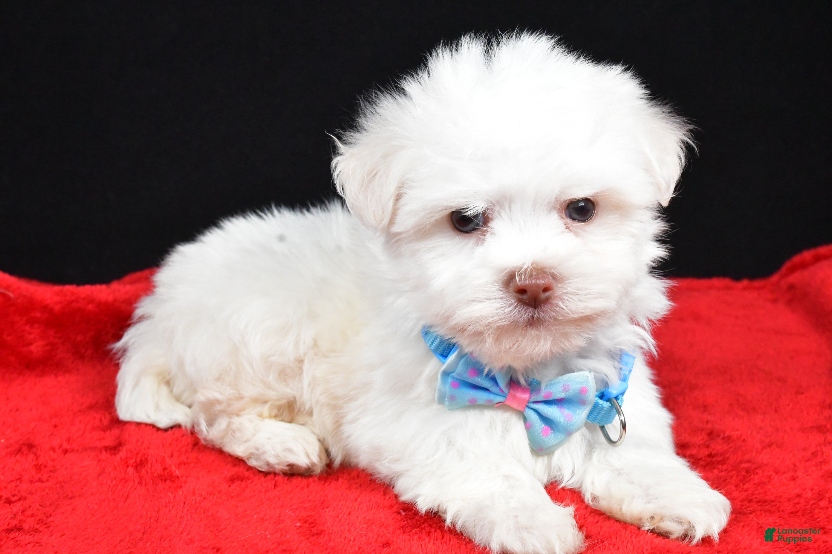 Havanese dogs Zach - Ad 41