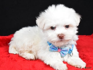 Havanese dogs Zach - Ad 41
