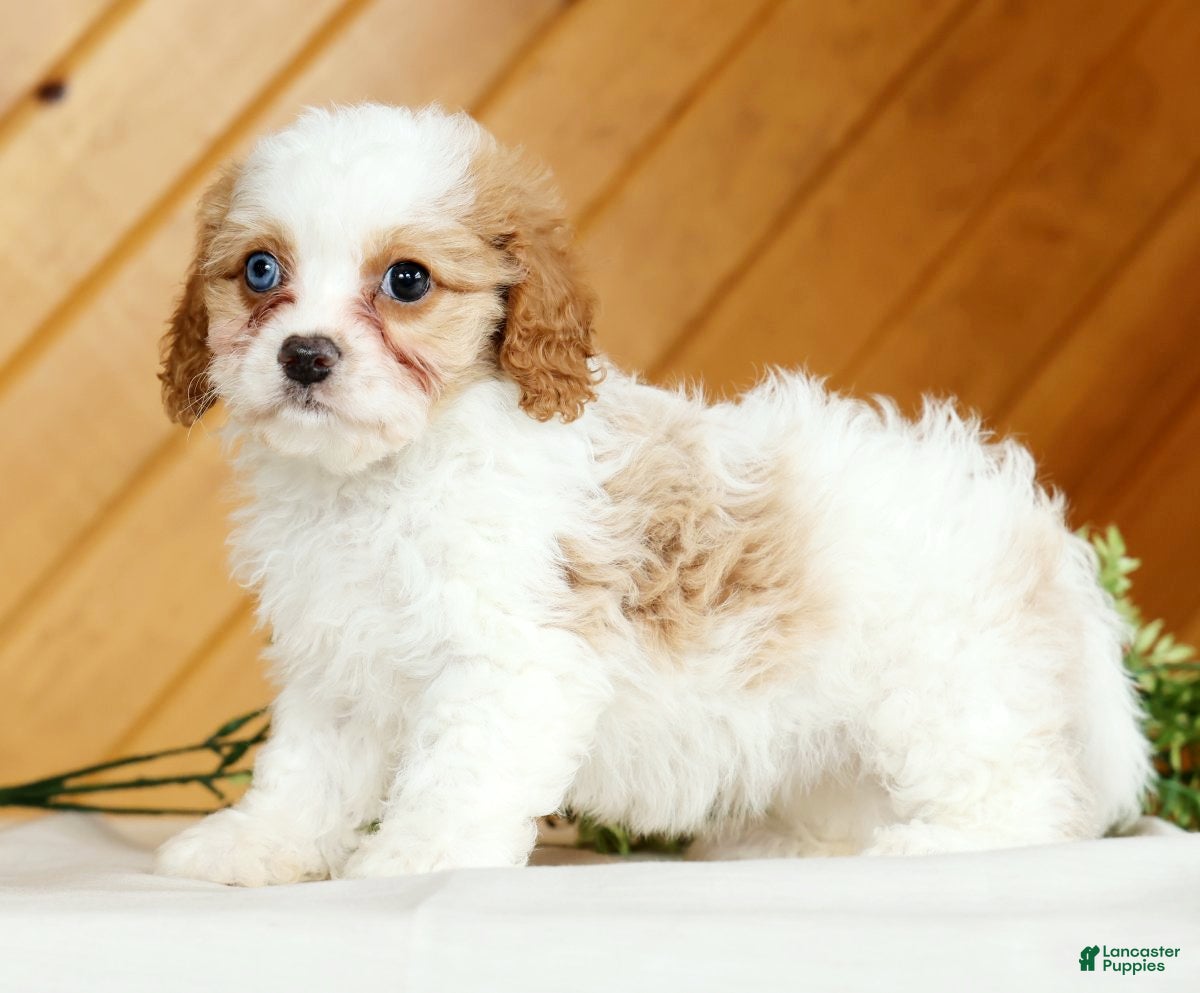 Cavapoo dogs Macy - Ad 2
