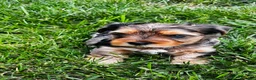 Yorkshire Terrier dogs for sale: Yorkshire Terrier Puppy 1 - Ad 1
