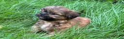 Shih Tzu dogs for sale: Shih Tzu 5 - Ad 3