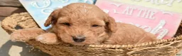 Mini Goldendoodle dogs for sale: Daisy Mini Goldendoodle 4 - Ad 4