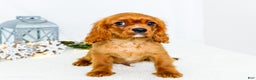 Cavalier King Charles Spaniel dogs for sale: Tiny Tim - Ad 2