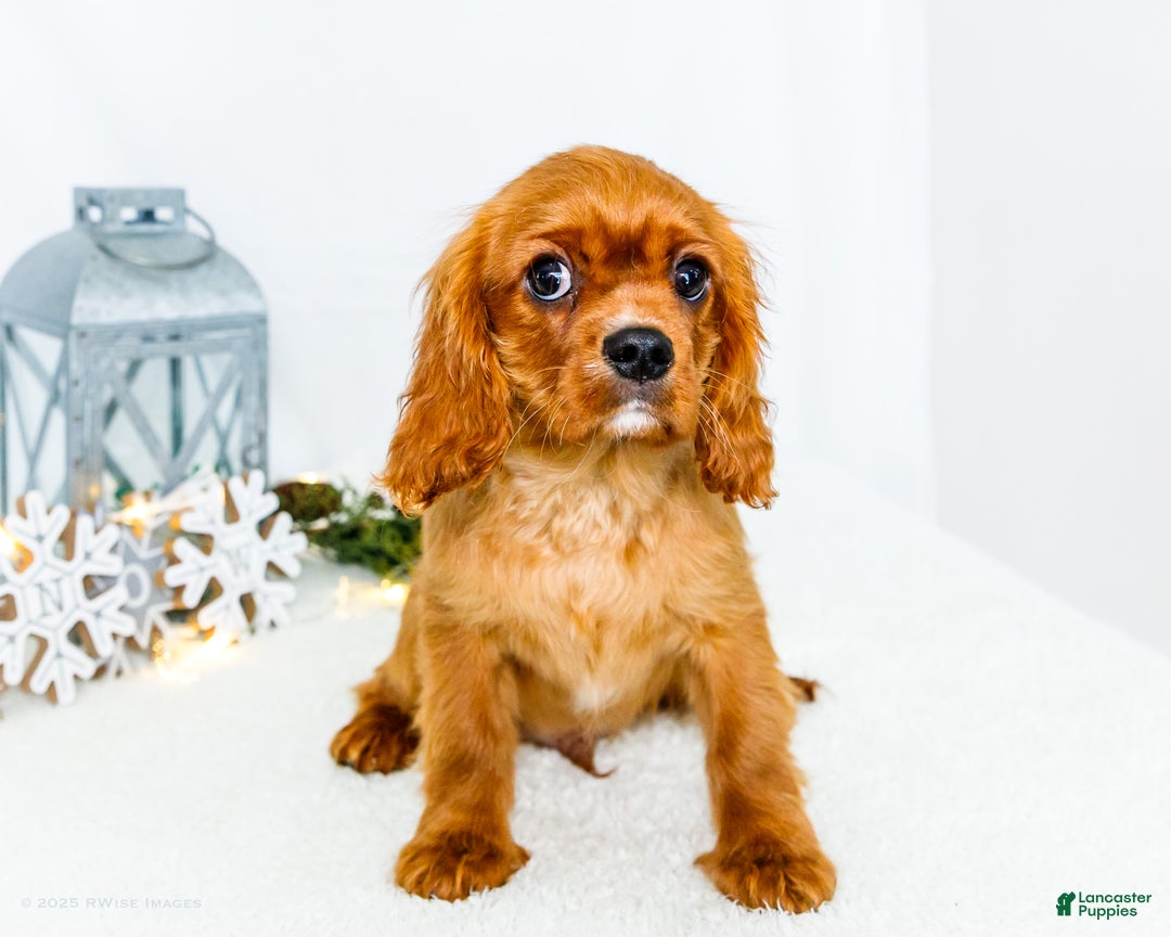 Cavalier King Charles Spaniel dogs for sale: Tiny Tim - Ad 2