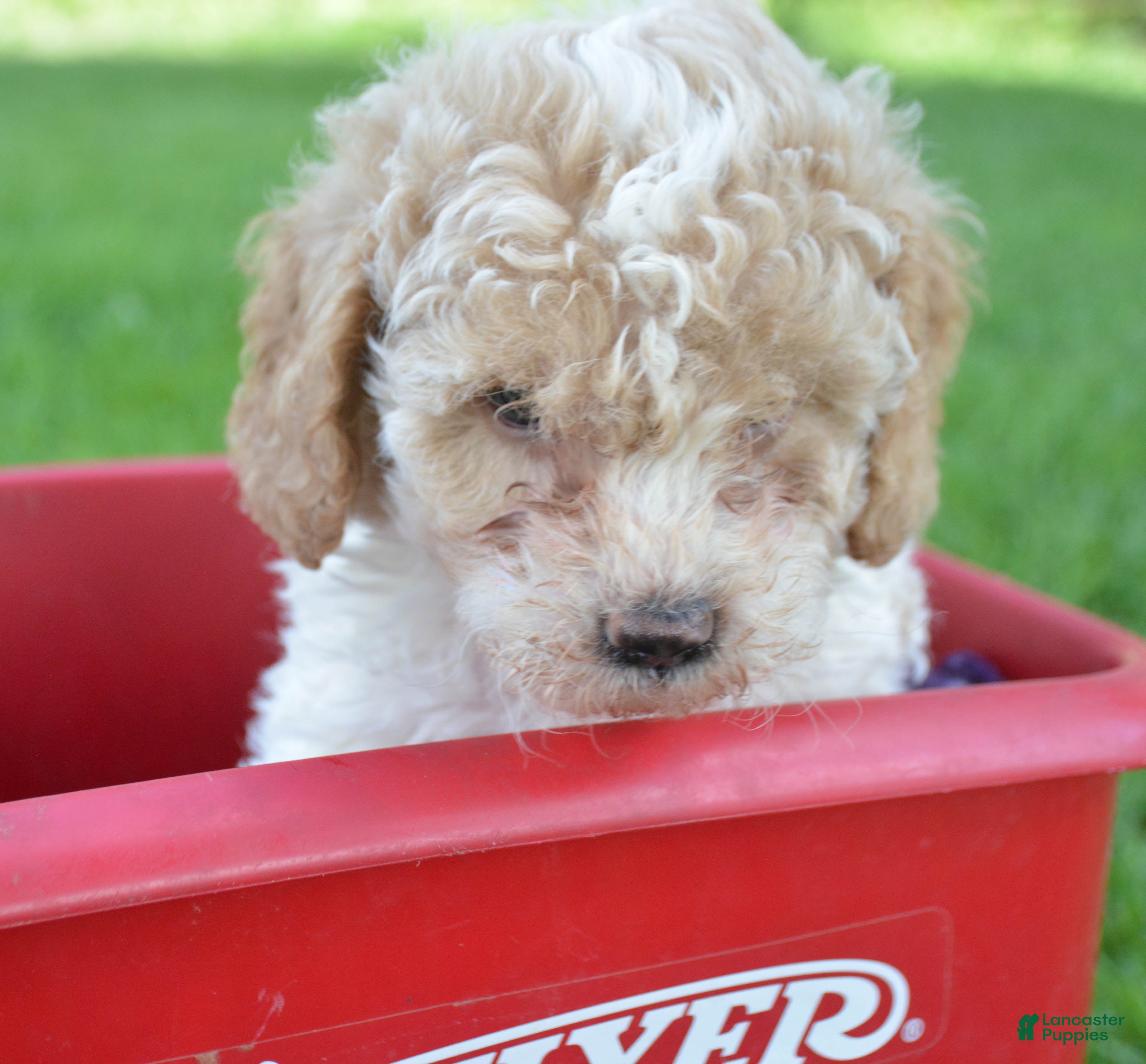 Cavapoo dogs Clyde Cavapoo 2 - Ad 1