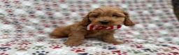 Cockapoo dogs for sale: Pete - Ad 3