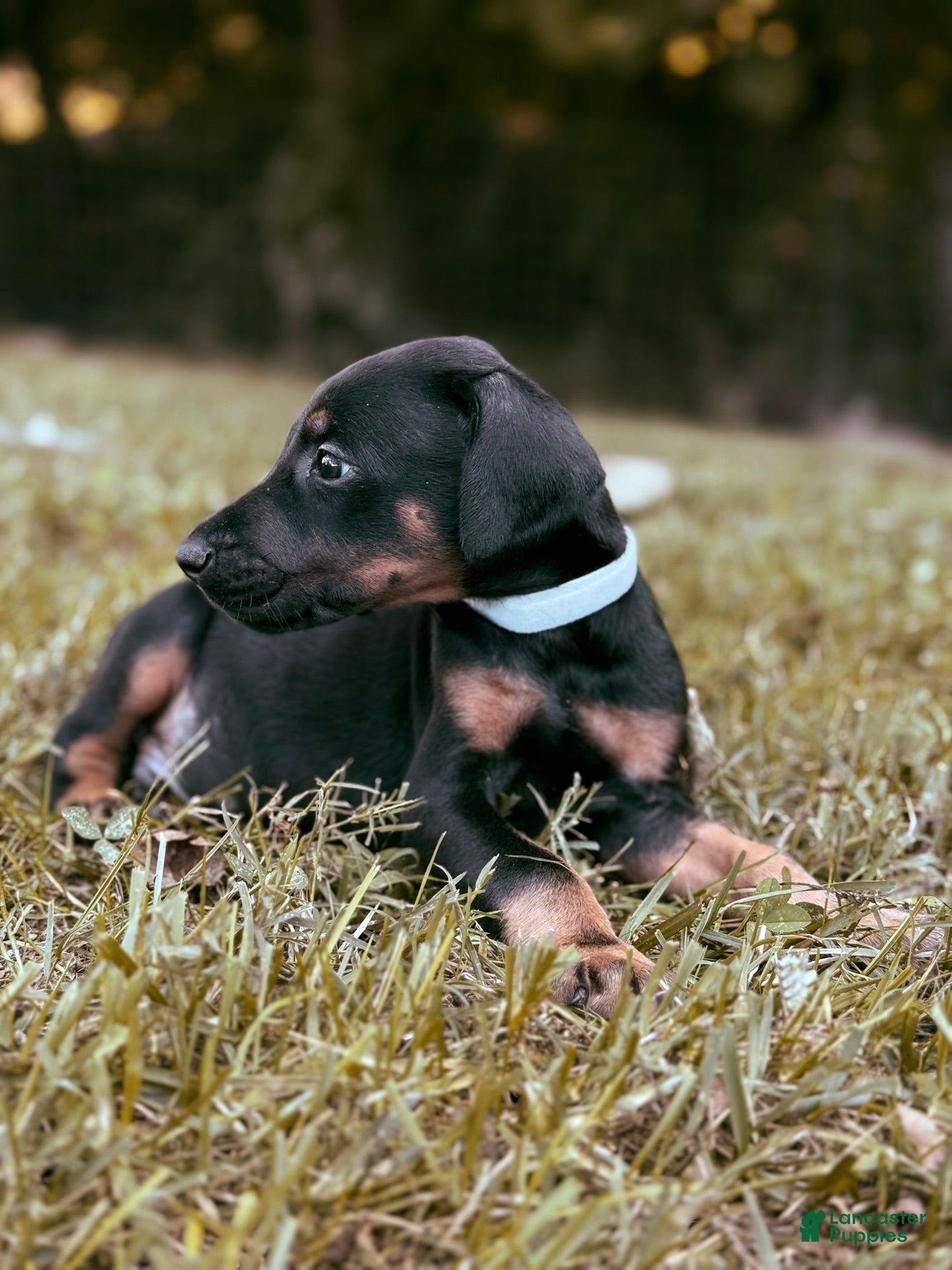 Doberman Pinscher dogs Ghost - Ad 2