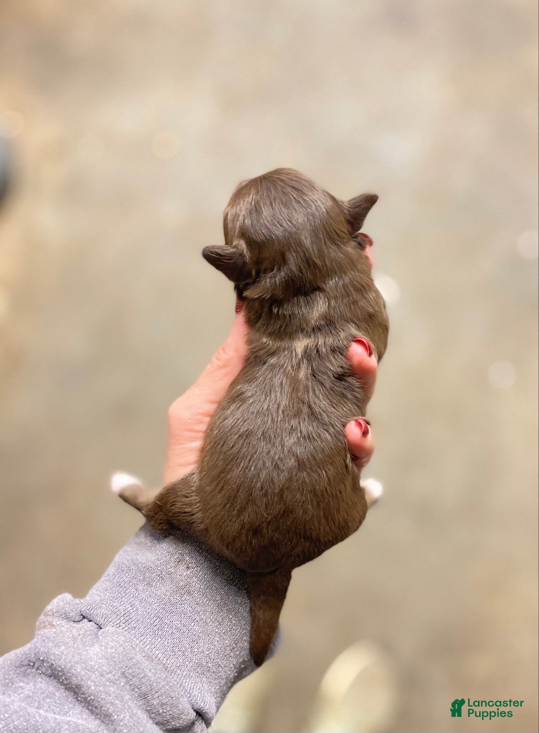 Mixed Breed dogs for sale: Mixed Breed Puppy 3 - Ad 2