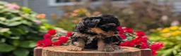 Yorkiepoo dogs for sale: Zya - Ad 5