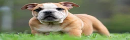 English Bulldog dogs for sale: Stasha - Ad 8