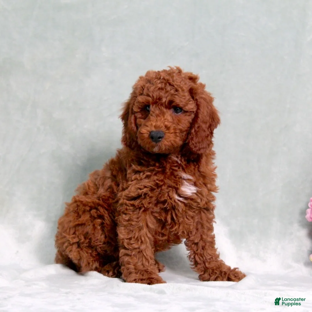 Miniature Poodle dogs for sale: Luke - Ad 2