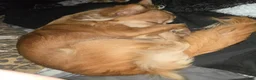 Chihuahua dogs for sale: Blue Girl - Ad 5
