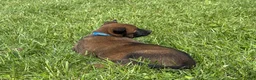Belgian Malinois dogs for sale: Nashville - Ad 3