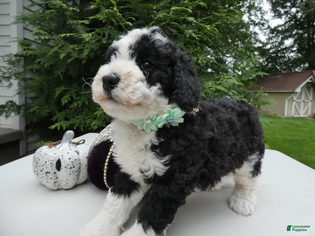 Mini Bernedoodle dogs for sale: Mini Bernedoodle 2 Maggie - Ad 1
