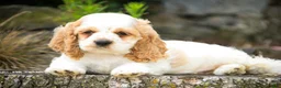 Cocker Spaniel dogs for sale: Angus Cocker Spaniel  - Ad 3