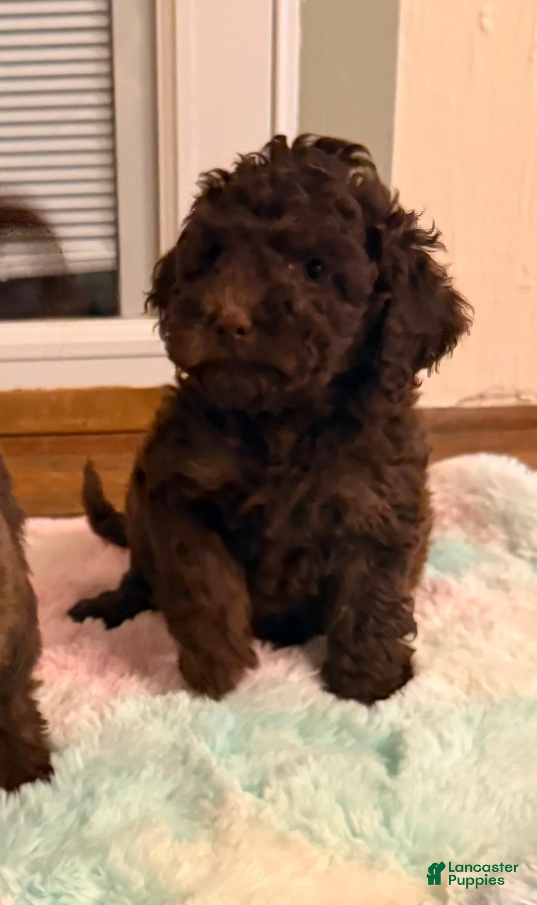 Labradoodle dogs for sale: Labradoodle Puppy 6 - Ad 7