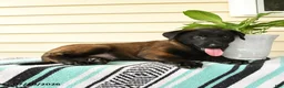 Belgian Malinois dogs for sale: Zuri - Ad 2