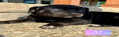 Billie, Female