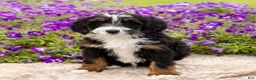 Mini Bernedoodle dogs for sale: Duke - Ad 3
