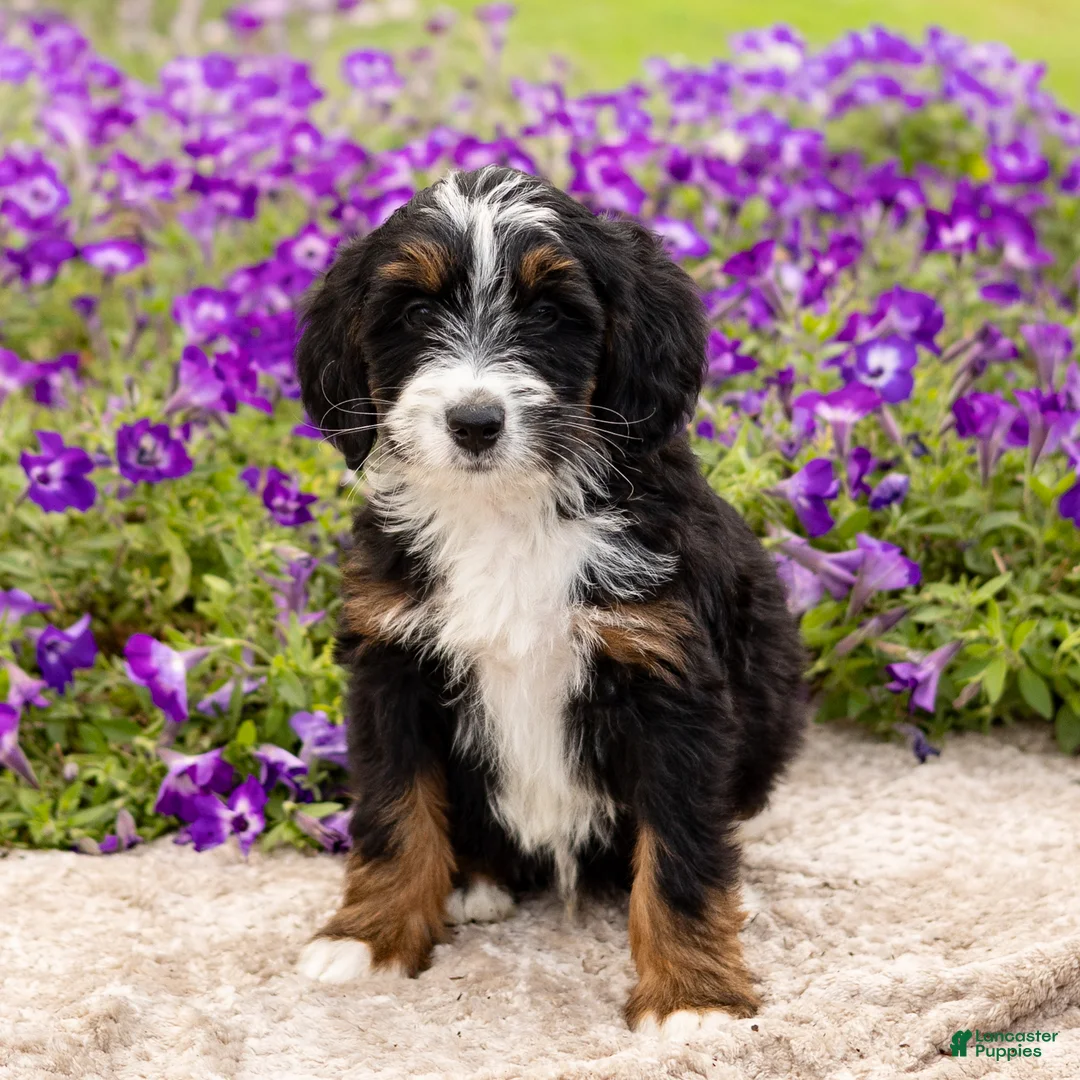 Mini Bernedoodle dogs for sale: Duke - Ad 3