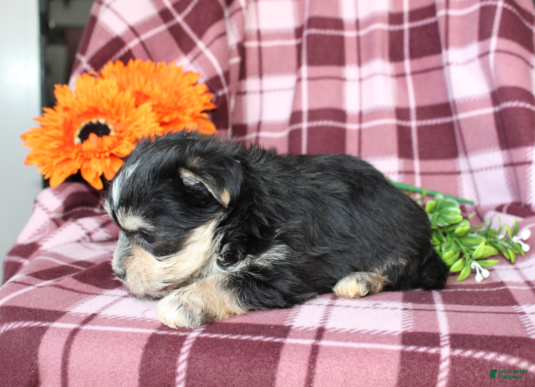 Morkie dogs for sale: Snuggles - Ad 3