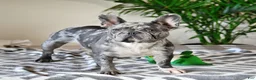 French Bulldog dogs for sale: Waffles - Ad 6