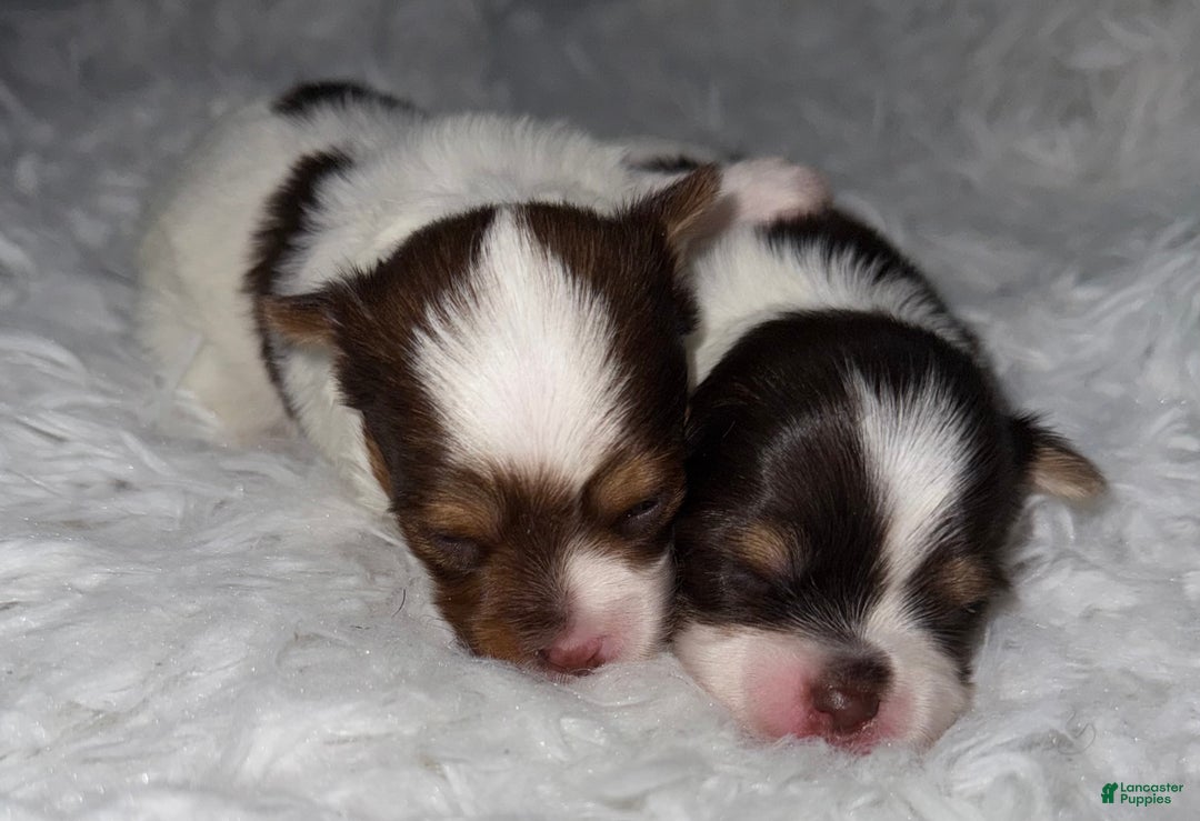 Yorkshire Terrier dogs for sale: Patches - Ad 7