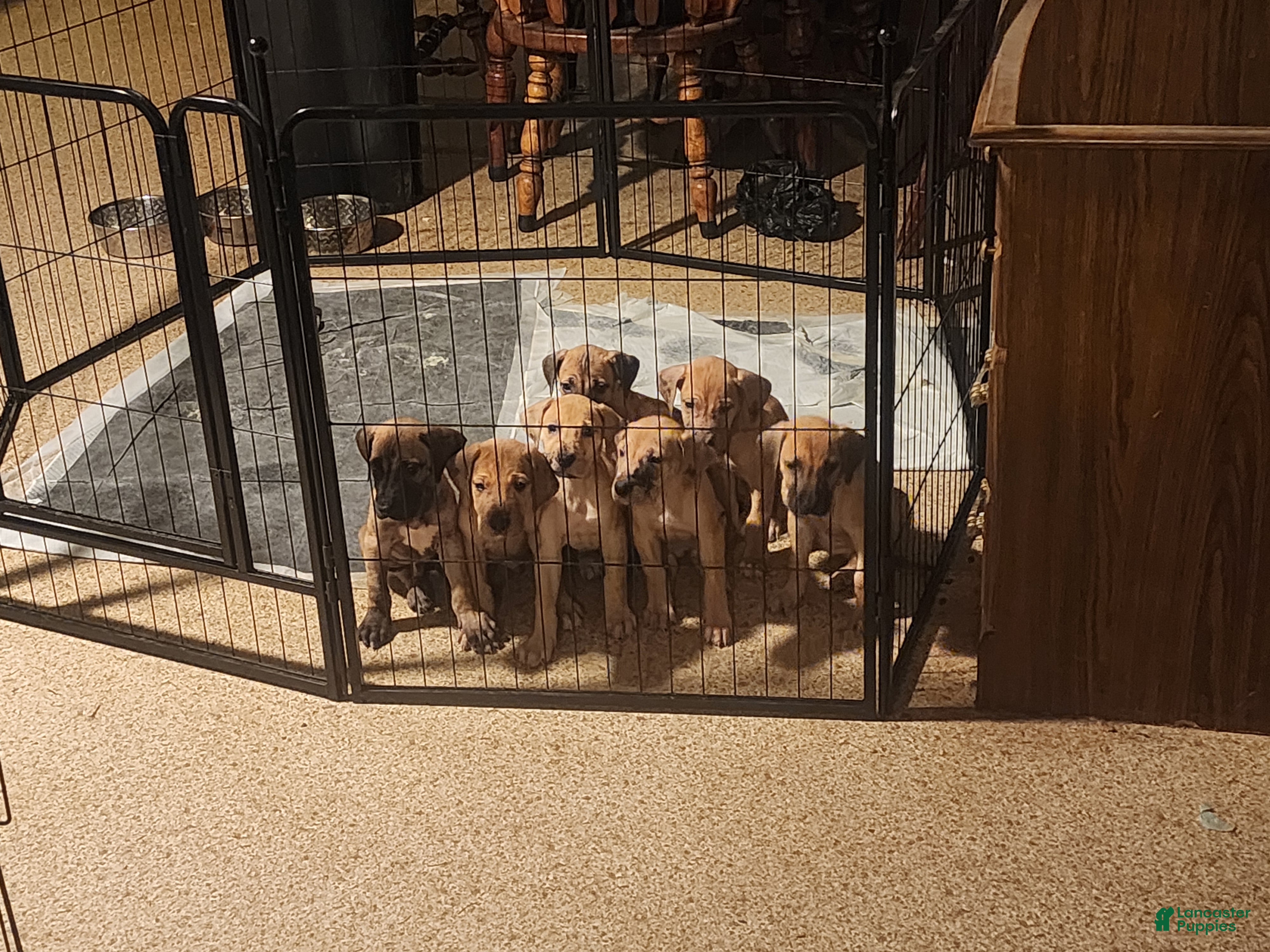Great Dane dogs for sale: Great Dane 3 - Ad 31