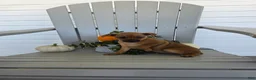 Miniature Pinscher dogs for sale: Dolly - Ad 3