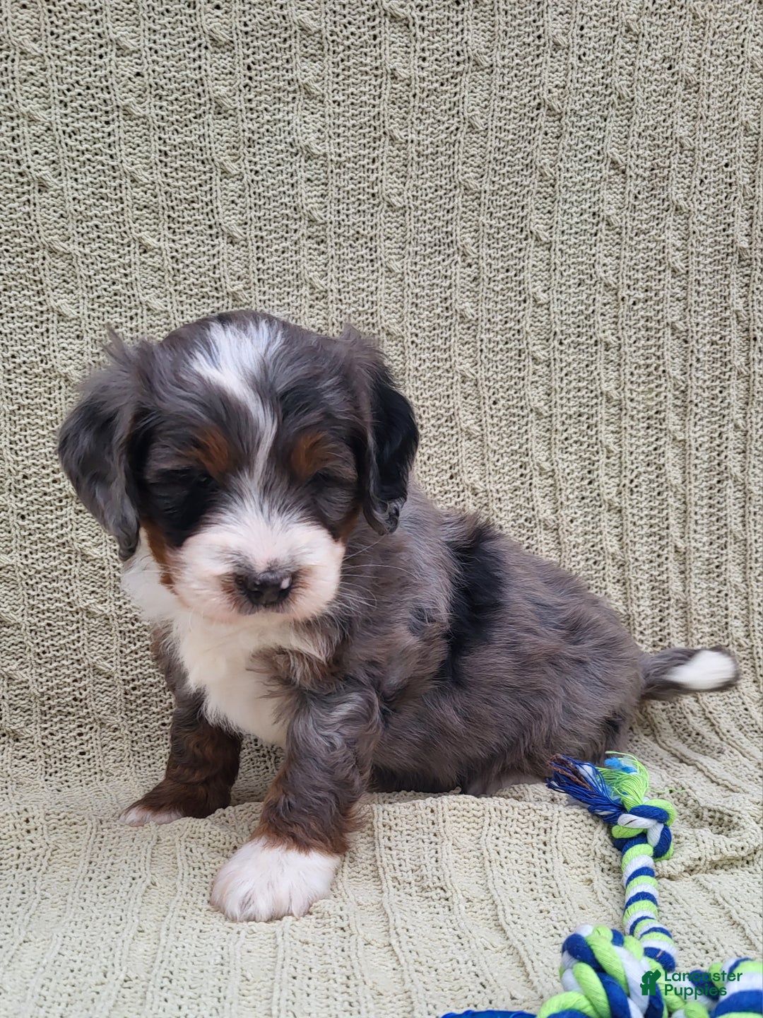 Mini Bernedoodle dogs for sale: Slate - Ad 5