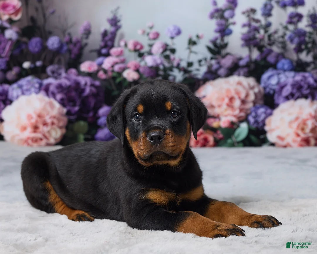 Rottweiler dogs for sale: Bandit - Ad 5