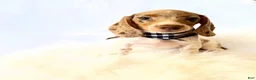 Miniature Dachshund dogs for sale: AKC Woody - Ad 7