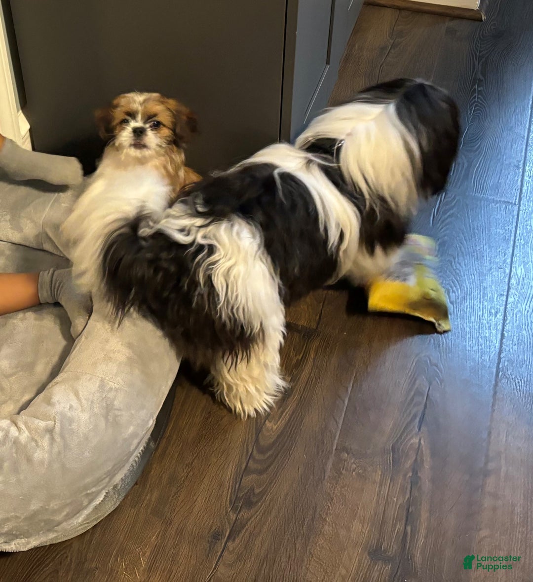 Shih Tzu dogs for sale: Chocco - Ad 2