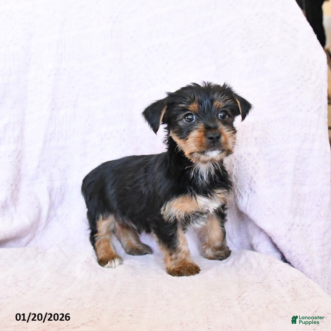 Yorkshire Terrier dogs for sale: Oliver - Ad 5