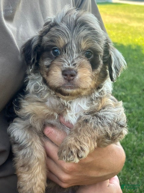 Aussiedoodle dogs Bramble Mini Aussiedoodle  - Ad 2