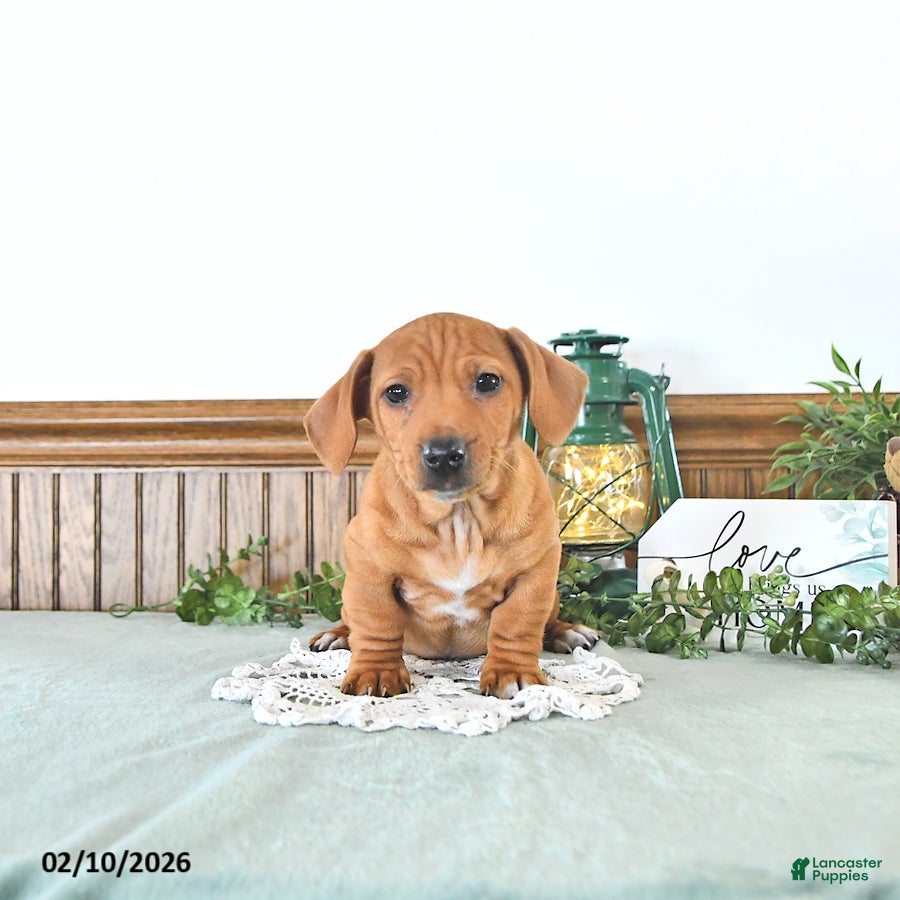 Miniature Dachshund dogs Brody - Ad 2