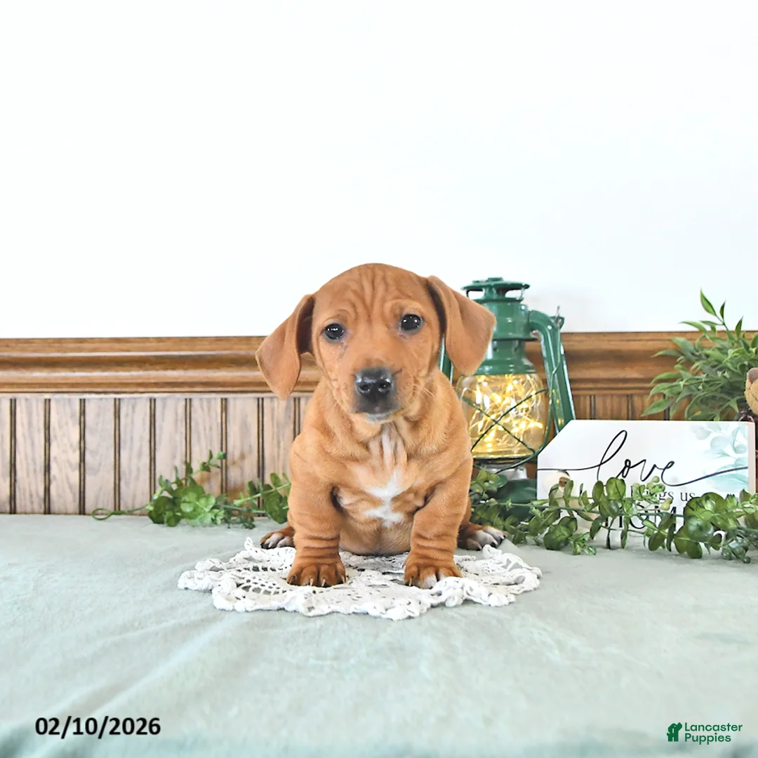 Miniature Dachshund dogs for sale: Brody - Ad 2