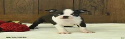Boston Terrier dogs for sale: Tundra - Ad 3