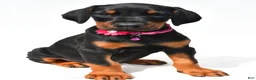Doberman Pinscher dogs for sale: Buffy - Ad 6