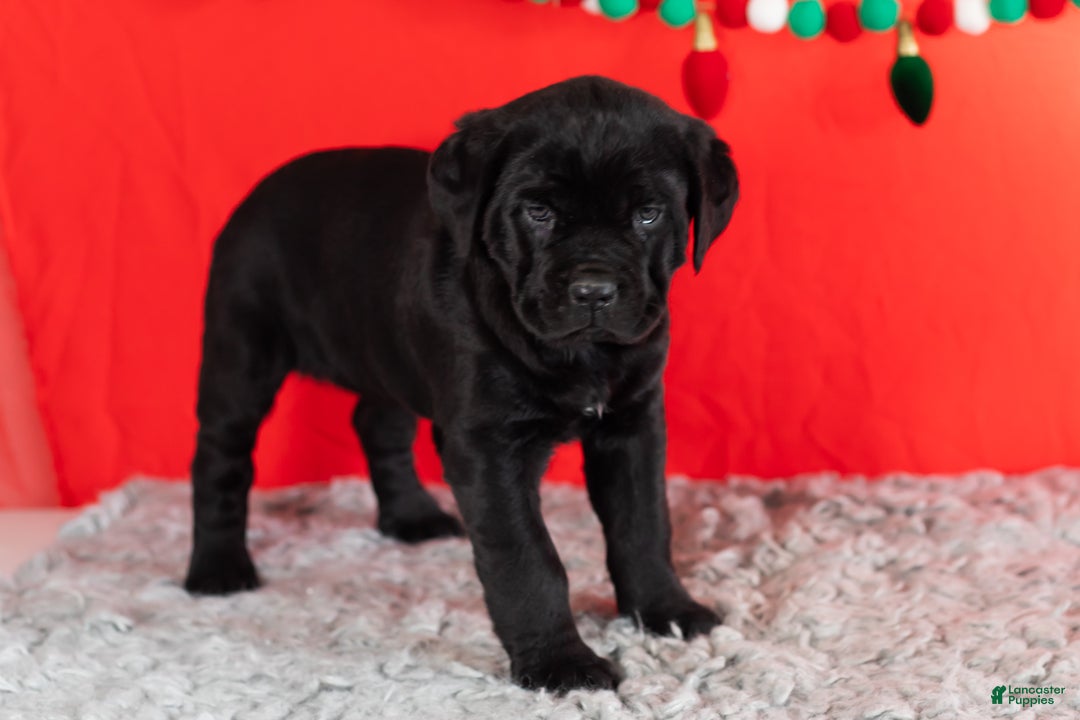 Cane Corso dogs for sale: Bonnie - Ad 3