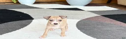 Italian Greyhound dogs for sale: Italian Greyhound female 1 fawn and white  - Ad 12